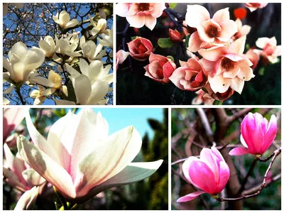 Magnolia x soulangeana 'Satisfaction', Магнолия Суланжа  'Сатисфэкшн'|landshaft.info