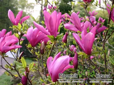 Екатерининские сады\" - Магнолия Суланжа \"Александрина\" (Magnolia ×  soulangeana Alexandrina)