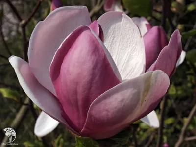 Magnolia x soulangeana 'Lennei', Магнолия Суланжа 'Ленней'|landshaft.info