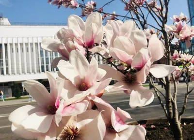 Магнолия (Magnolia) — описание, выращивание, фото | на LePlants.ru