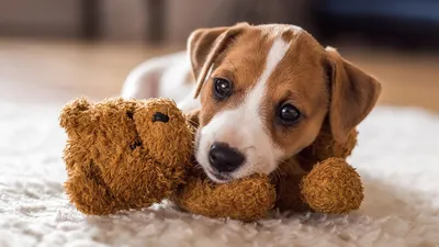 Маленькие собаки для 🐕 небольшой квартиры: лучшие породы миниатюрных собак  - Гульдог