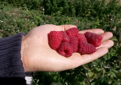 Малина ((Raspberries)) | Раскраски для детей 20 разукрашек