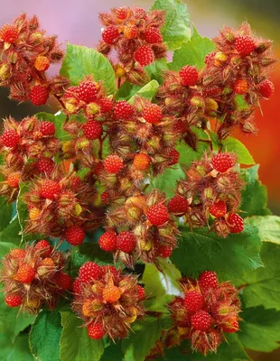 Малина – как ухаживать, чтобы было много ягод — Ботаничка