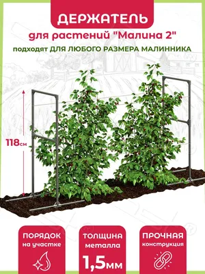 Малина: посадка и уход | Интернет-магазин садовых растений
