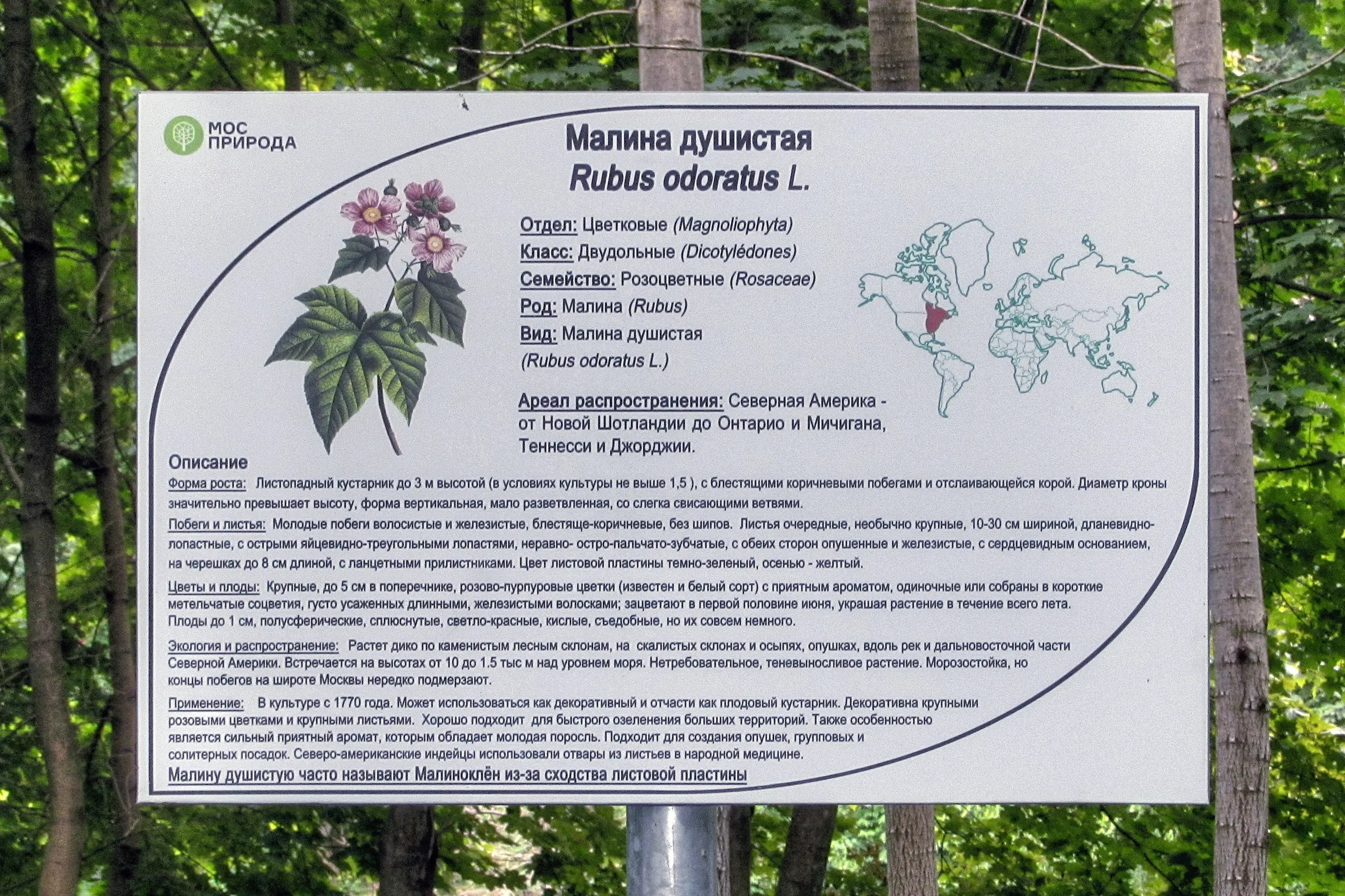КАКУЮ МАЛИНУ ПОСАДИТЬ НА ДАЧЕ #МАРАВИЛА #МАПЕМА #ПОЛЬКА ЛУЧШИХ СОРТОВ РЕМОНТАНТНОЙ МАЛИНЫ #малина - YouTube КАКУЮ МАЛИНУ ПОСАДИТЬ НА ДАЧЕ #МАРАВИЛА #МАПЕМА #ПОЛЬКА ЛУЧШИХ СОРТОВ РЕМОНТАНТНОЙ МАЛИНЫ #малина - YouTube