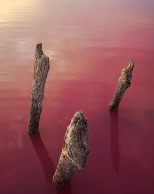 Бурлинское озеро (74 фото) - 74 фото