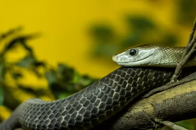 Black Mamba! | Black Mamba can be found in many parts of Afr… | Flickr