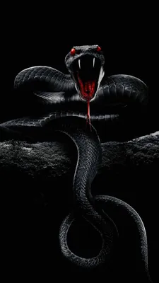 Poisonous Black Mamba Snake in a Threat Pose before Attack Stock  Illustration - Illustration of threat, brown: 269033469