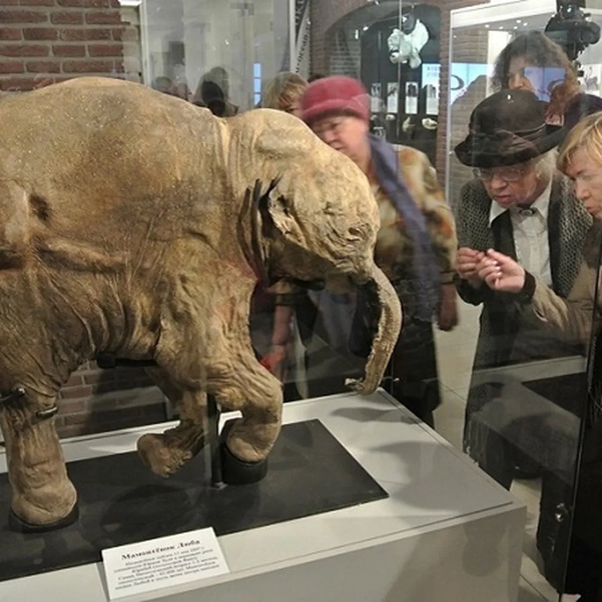 Category:Dima (mammoth) - Wikimedia Commons Category:Dima (mammoth) - Wikimedia Commons