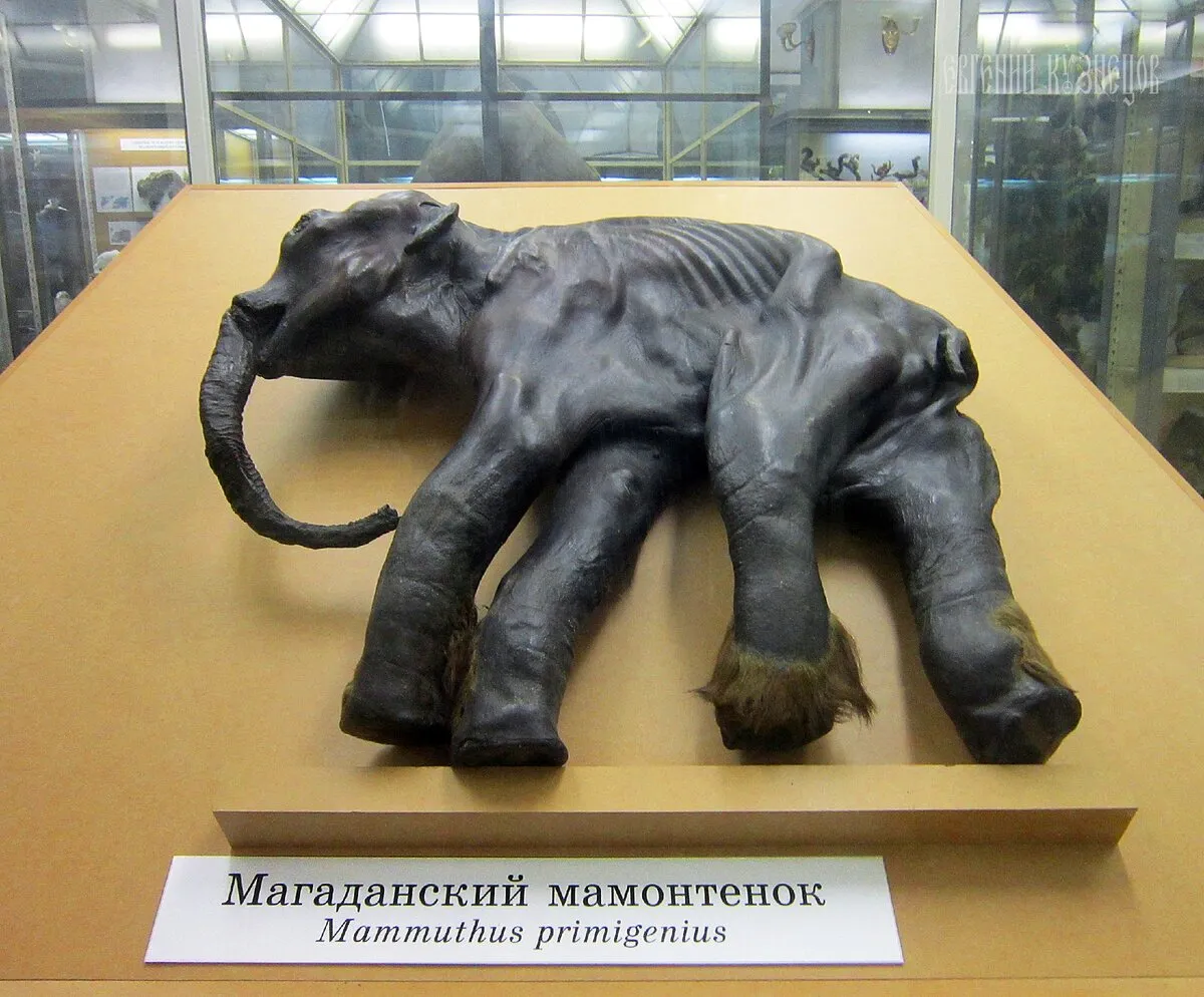 Зоологический музей - Мамонты и мамонтовая фауна Зоологический музей - Мамонты и мамонтовая фауна