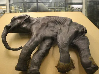Дитя советской науки: история мамонтенка Димы