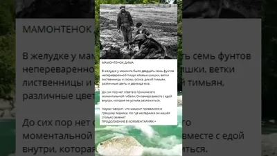 У пситтакозавра Кузбассика появится друг — мамонтёнок Дима | ОБЩЕСТВО | АиФ  Кузбасс