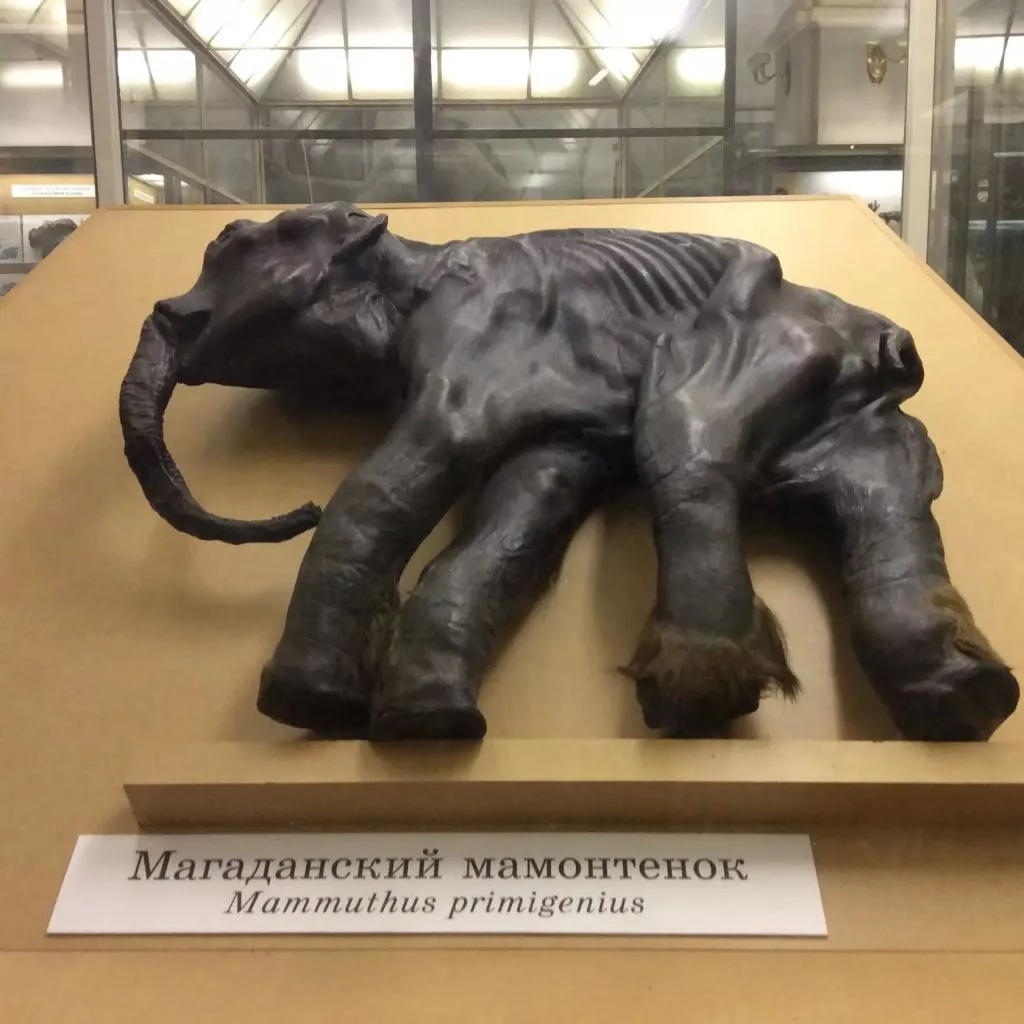 Мамонт в Магадане | Пикабу Мамонт в Магадане | Пикабу