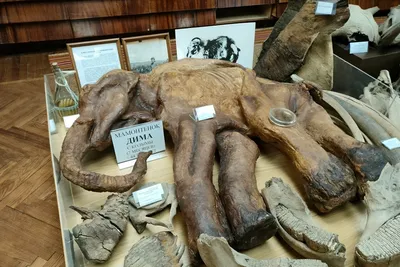 Мамонтенок Дима | История | Дзен
