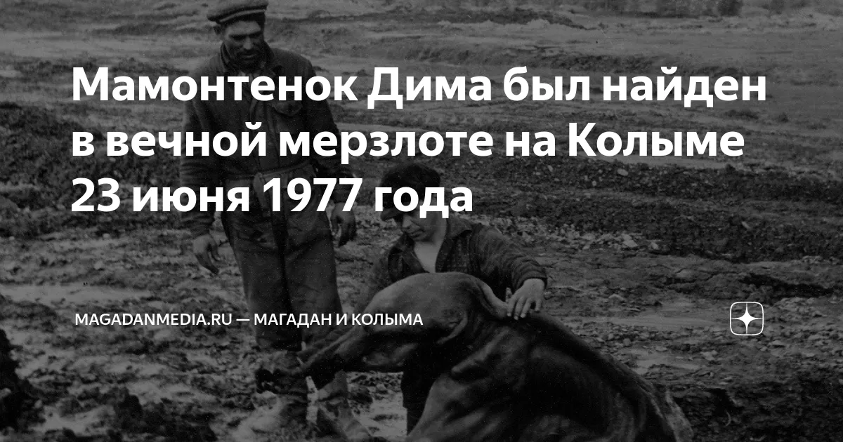 Зоологический музей - Мамонты и мамонтовая фауна Зоологический музей - Мамонты и мамонтовая фауна