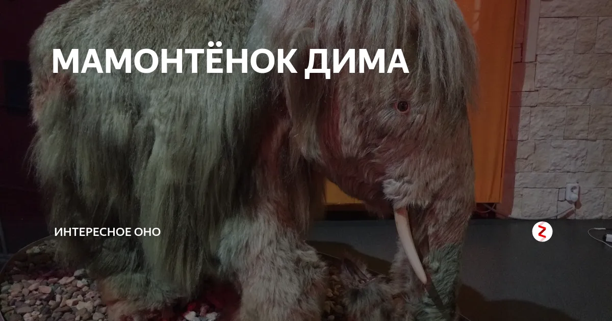 https://rg.ru/2024/02/09/reg-dfo/zhurnalist-rg-posidel-na-unikalnom-meteorite-i-potrogal-sherst-mamontenka-dimy.html https://rg.ru/2024/02/09/reg-dfo/zhurnalist-rg-posidel-na-unikalnom-meteorite-i-potrogal-sherst-mamontenka-dimy.html