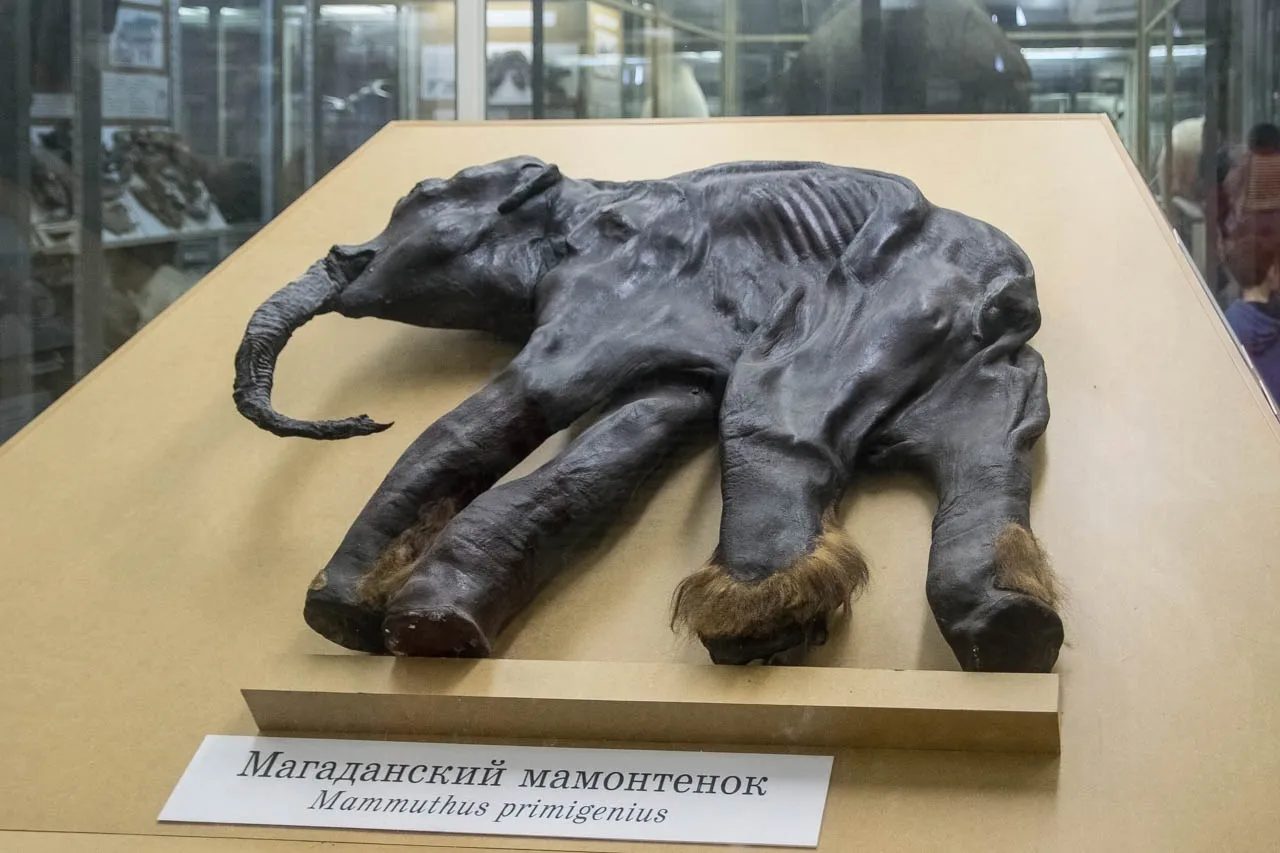 Мамонтёнок Дима, 1977 год, Магаданская область | История, Тушь Мамонтёнок Дима, 1977 год, Магаданская область | История, Тушь