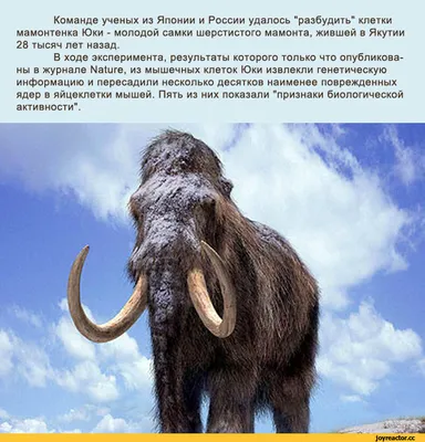МАМОНТЁНОК ДИМА | интересное ОНО | Дзен