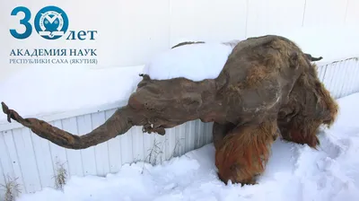 Уникальный музей, где можно увидеть вечную мерзлоту, находится в Якутске -  PrimaMedia.ru