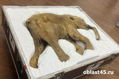 Открытия мирового уровня и их интерпретация якутскими палеонтологами  (видеосюжет)