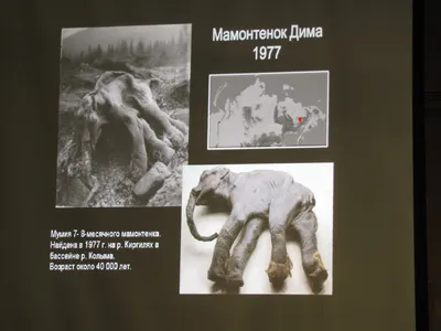 Мамонтёнок Дима» Армейские Байки #29 - YouTube