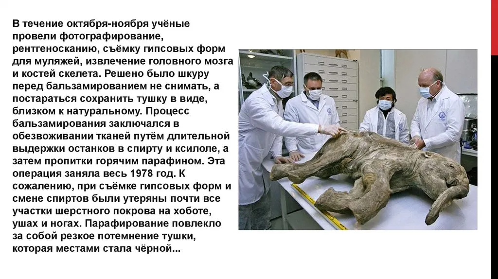 Мамонтёнок Люба улетает с Ямала, но обещает вернуться - KP.RU Мамонтёнок Люба улетает с Ямала, но обещает вернуться - KP.RU