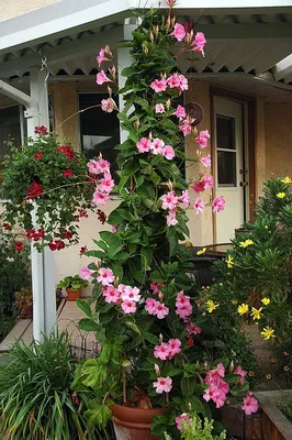 Странный, но красивый цветок Мандевилла (Дипладения)