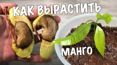 HOW TO GROW MANGO FROM SEED. Grow a mango tree at home! - YouTube