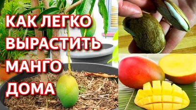 Как вырастить манго из косточки в домашних условиях. Простые способы  выращивания манго дома. - YouTube
