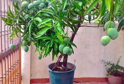 Плоды манго - YouTube