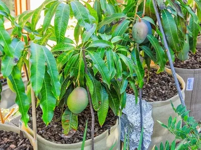 Как вырастить манго из косточки в домашних условиях: пошаговая инструкция  по посадке и уходу: Дом: Среда обитания: Lenta.ru