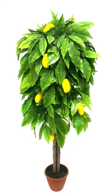 Как вырастить манго в домашних условиях | Fifty Flowers | Дзен