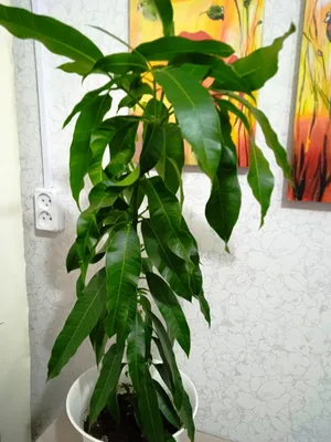 Мангифера индийская (лат. Mangifera indica, семейство Анакардиевые) -  «Пророщенные косточки манго такие необычные 🌱 2 мои попытки вырастить дома  экзотическое манго из косточки 🌟» | отзывы