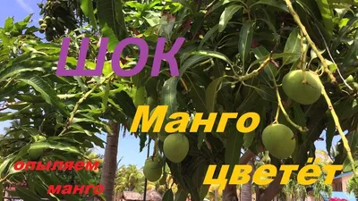 Манго: уход в домашних условиях, как вырастить манго из косточки