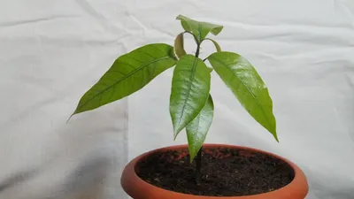 Манго (комнатное растение): посадка, условия выращивания и советы по уходу