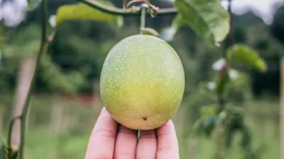Как вырастить манго дома из косточки | Телеканал Санкт-Петербург