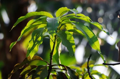 красивое манго дерево, выращивающееся внутри концепции выращивания манго  дома Стоковое Фото - изображение насчитывающей хобби, здорово: 255101398