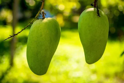 Как вырастить манго в домашних условиях: советы по посадке и уходу
