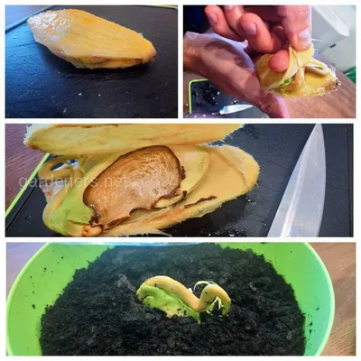 Как посадить манго в домашних условиях с косточки