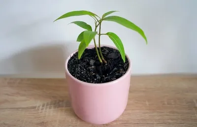Как вырастить манго из косточки в домашних условиях - Лайфхакер
