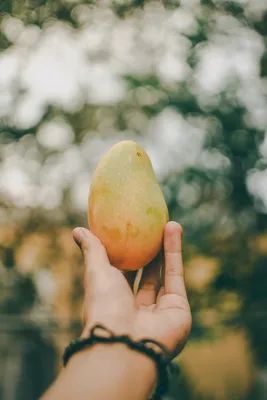 Как посадить и вырастить 🥭 манго ᐈ Как вырастить манго из косточки в  домашних условиях - Информатор
