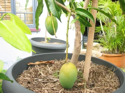 Выращиваем манго из косточки