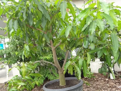 Как вырастить манго из косточки | Пикабу