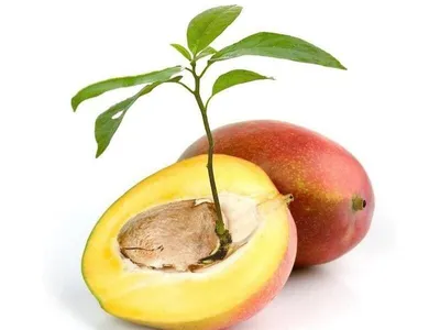 Как вырастить манго из косточки в домашних условиях. Простые способы выращивания  манго дома. - YouTube