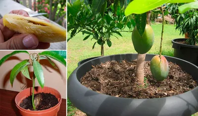 Как вырастить манго из косточки - как вырастить манго в домашних условиях -  Главред