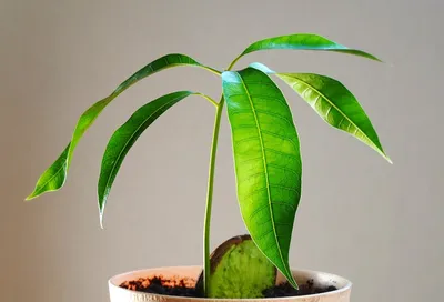 Как вырастить манго из косточки | Пикабу