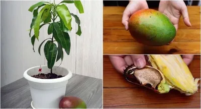 Как вырастить манго из косточки в домашних условиях? | ivd.ru