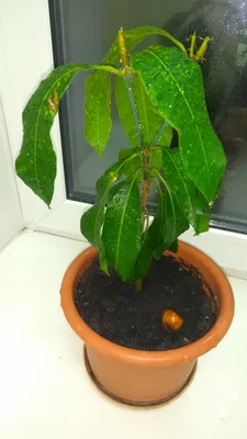 Как вырастить манго из косточки в домашних условиях: инструкция, уход | РБК  Life