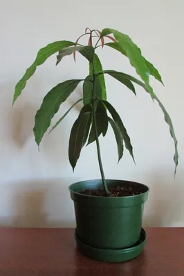 Как вырастить манго из косточки в домашних условиях: пошаговая инструкция и  полезные советы - МЕТА