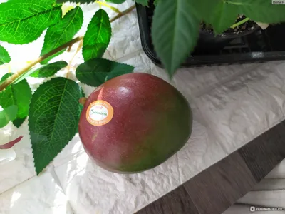 Мангифера индийская (лат. Mangifera indica, семейство Анакардиевые) -  «Пророщенные косточки манго такие необычные 🌱 2 мои попытки вырастить дома  экзотическое манго из косточки 🌟» | отзывы